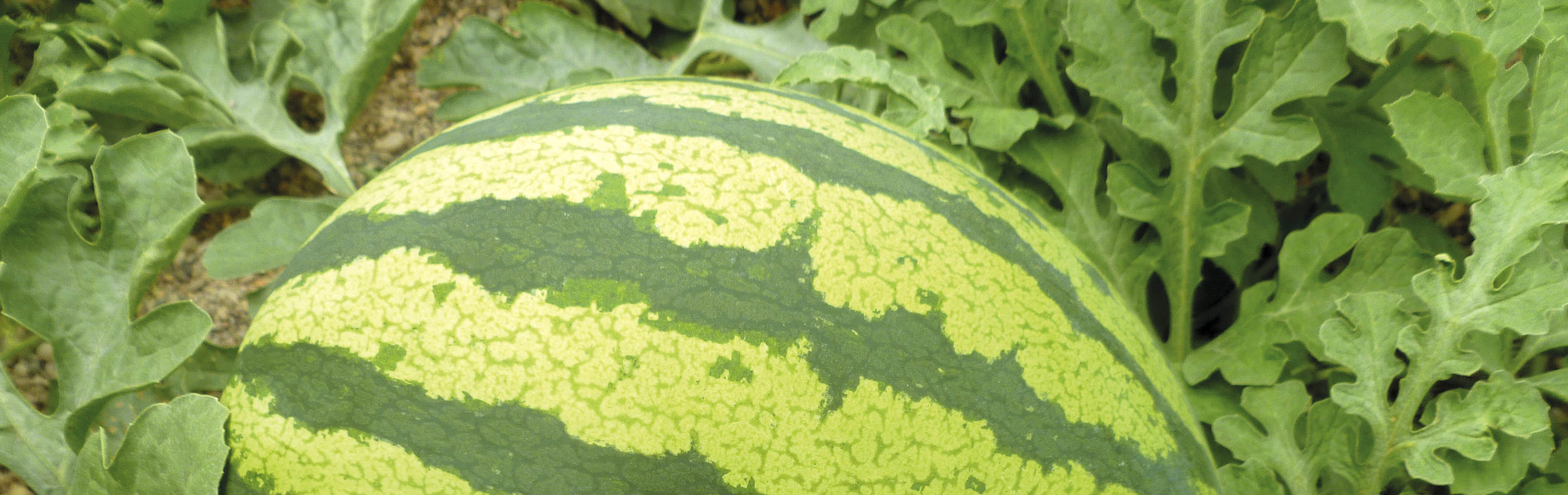 Seedless Watermelon Hybrids