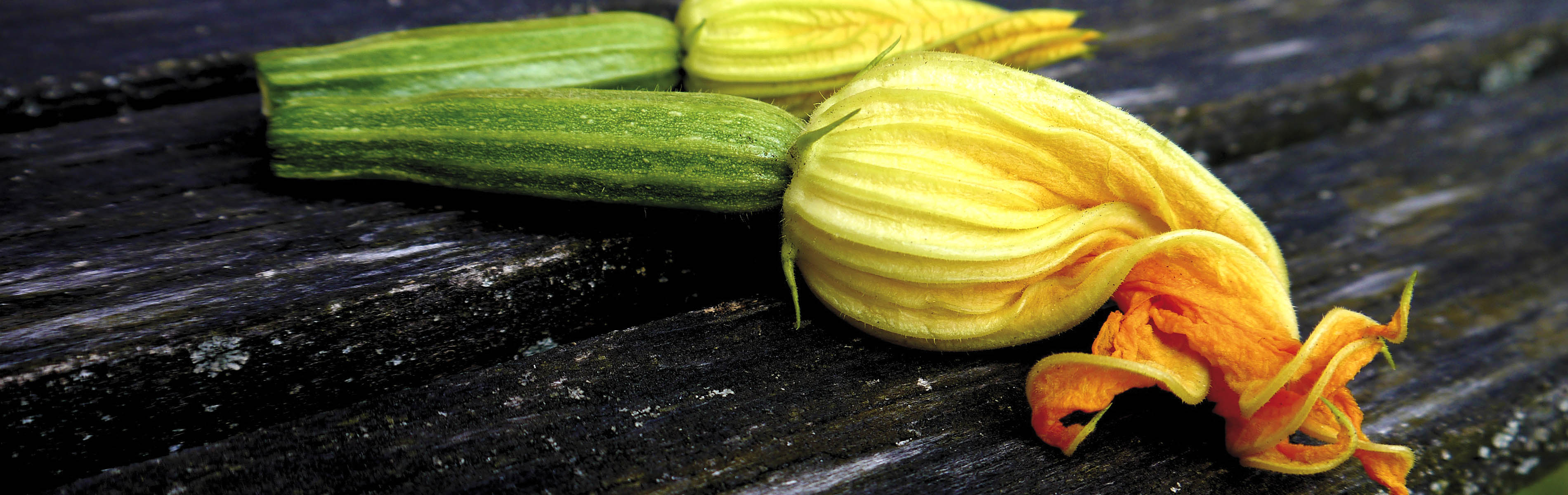 Squash Hybrids