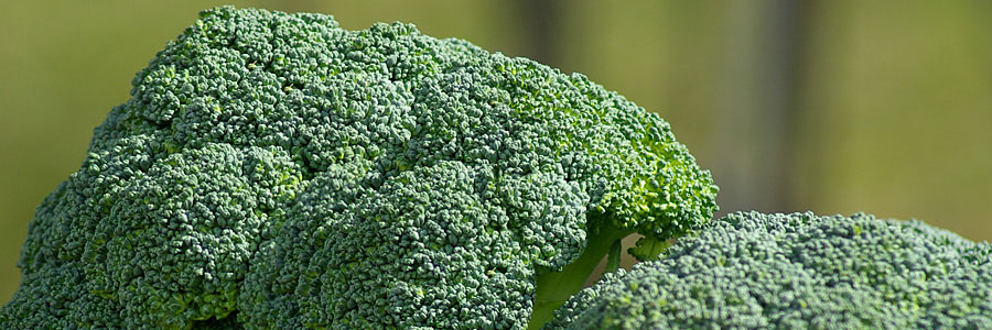 Broccoli