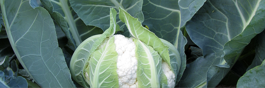 Cauliflower